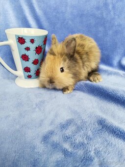 Vymazlení zakrslí králíčci - teddy, minilop, beranek - 4
