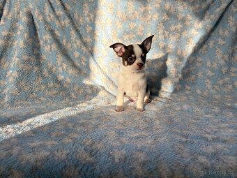 Čivava krátkosrstá s PP- pejsci - 4