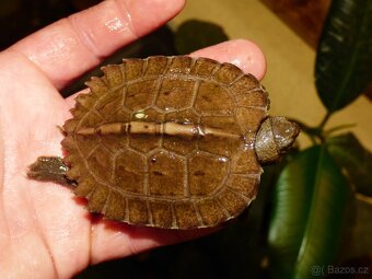 Želva černavá (Heosemys grandis) - 4