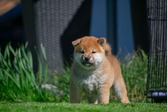 Vrh V Tribona, shiba inu štěňátka s PP FCI - 4