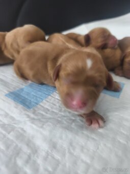 Cavapoo - 4