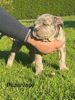 American Bully - 4