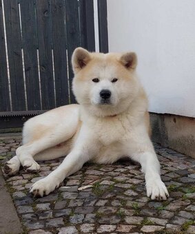 Akita inu - s rodokmenem FCI - 4