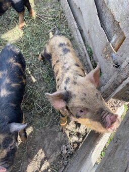Kune Kune - 4