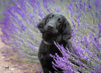 Flat coated retriever - 4