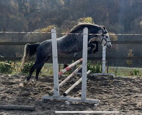 Klisna pony - 4