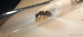Mravenec dřevokaz (Camponotus ligniperda) - 4