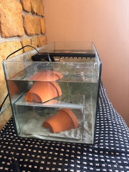 Axolotl - 4
