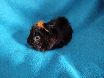 Malé morčátko vhodné na domácího mazlíčka - 4