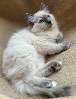 Ragdoll nádherné koťátko bez PP - 4