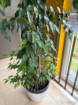 K prodeji velký Ficus benjamina – 20 let pěstování - 4