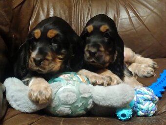 Anglický kokršpaněl barevný holky i kluci - 4