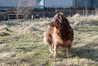 Fenka hledá domov - 4