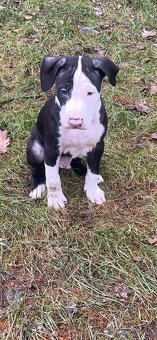 Americký Pittbul - 4