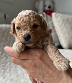 Maltipoo F1 - 4