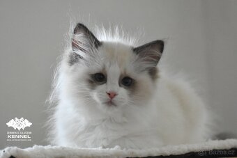 Ragdoll s PP – nádherná seal bicolor kočka na výstavy a chov - 4