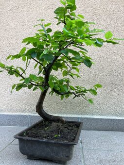 Bonsai, Bonsaj, jamadori, habr - 4