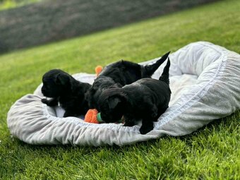 Štěňátka jorkšír - Yorkshire Terrier black - jork, biewer - 4