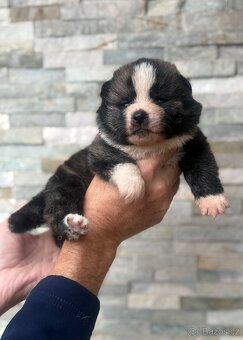 Akita Inu s průkazem původu (PP) - FCI & AKIHO - 4