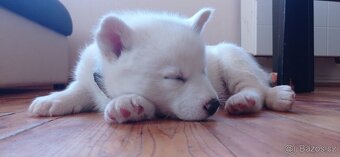 štěnátka Sibiřský Husky - 4