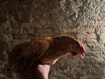 Kuřice 20. Týdnů - 4