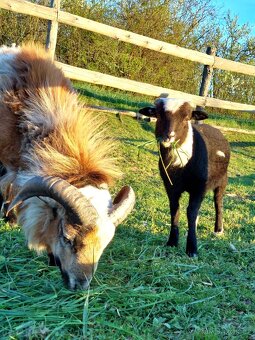 Kamerunský beran - 4