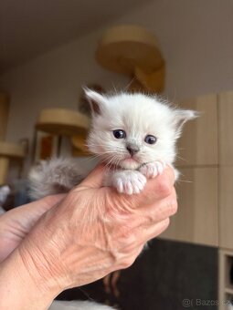Ragdoll kotě s PP / Ragdoll s PP - 4