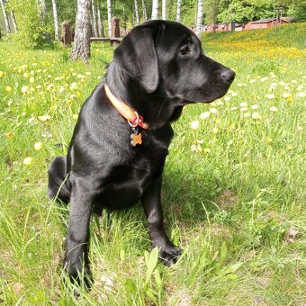 Labrador retriever - 4