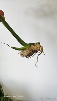 Monstera esqueleto - 4