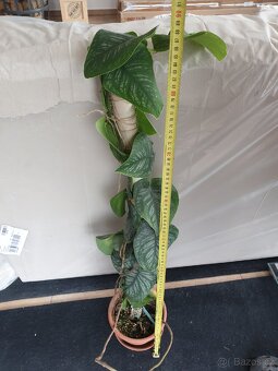Monstera Dubia - 4