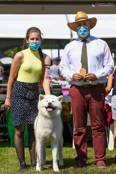 Akita Inu krycí pes s PP - 4