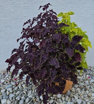 Trs kopřiv, 60 cm výška - 4
