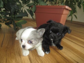 Čivava štěňátka - 4