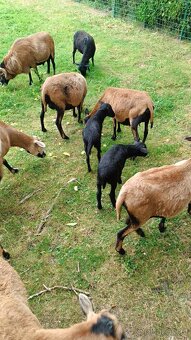 Prodám jehňata kamerunských ovcí - 4