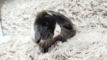 Zakrslý beránek, králíček, králík-LADY - 4