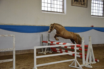 Připouštění welsh Cob D isabela - 4