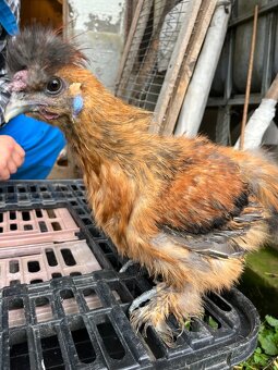 Kohoutci hedvábných - 4