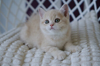 Britská koťátka  v exkluzivních barvách - 4