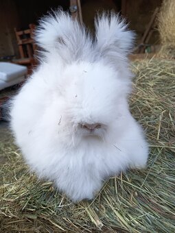 Anglická angora - 4