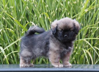 Tibetský španěl s průkazem původu - 4