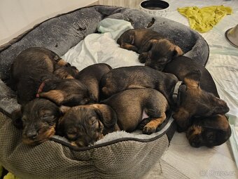 Jezevčík drsnosrstý bez PP s balíčkem jako dárek - 4