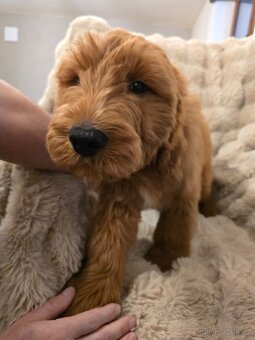 Goldendoodle F1 Standard - 4