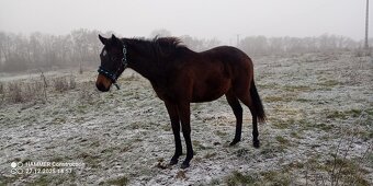 Klisna A1/1 nar. 10.02.2024 - 4