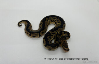 Krajta královská(Python regius) - 4