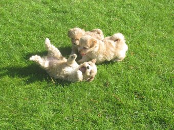 Maltipoo štěňátka - 4