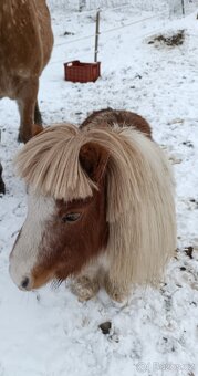 Mini pony - 4