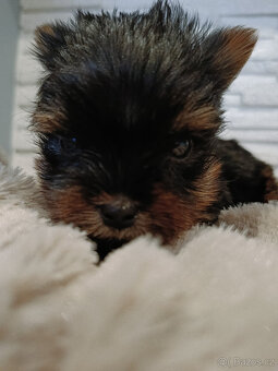 MIKRO YORK Yorkshire Terrier XXXS Neuvěřitelný WIDEO - 4