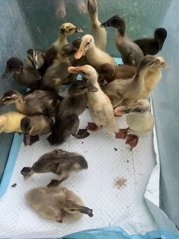 Indický běžec - kachňata🦆🦆🦆 - 4