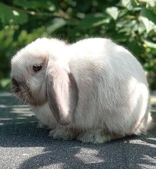 Zakrslý králíček Mini lop - 4