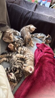 Bengálská koťata - 4